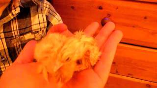 Millefleur & Lemon Cuckoo chicks newly hatched Lemon Cuckoo Orpington Hatching