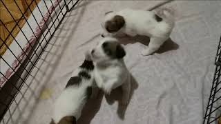 1 month JRT puppies | supperbkennel.weebly.com