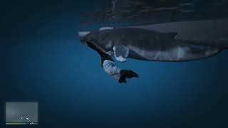 GTA 5 Online  When a whale commits suicide on a Kosatka submarine?