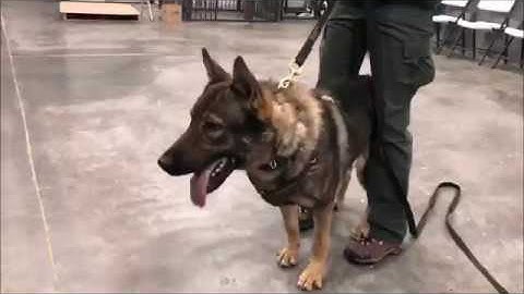 K9 Narco Working the Scent Wall