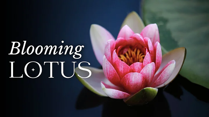 TIMELAPSE Lotus Flower Blooming - DayDayNews