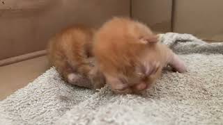 Cute Persian Kittens Sleeping by Persian Cat 238 views 8 months ago 42 seconds