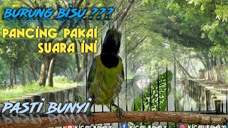 🔴 CUCAK IJO KK BISU LANGSUNG GACOR SETELAH DI PANCING PAKAI SUARA INI| DI JAMIN PASTI BUNYI ‼️