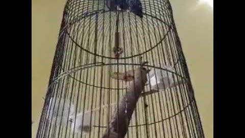 masteran burung rambatan doraemon gacor efektif untuk semua jenis burung