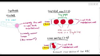 8-5 Capillaries (Cambridge AS & A Level Biology, 9700)