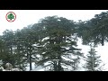 3ali Ya Arz Lebanese Forces عالي يا أرز 