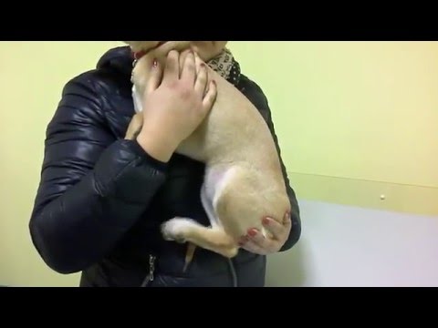 Video: Malattia Da Contrazione Muscolare (mioclono) Nei Cani
