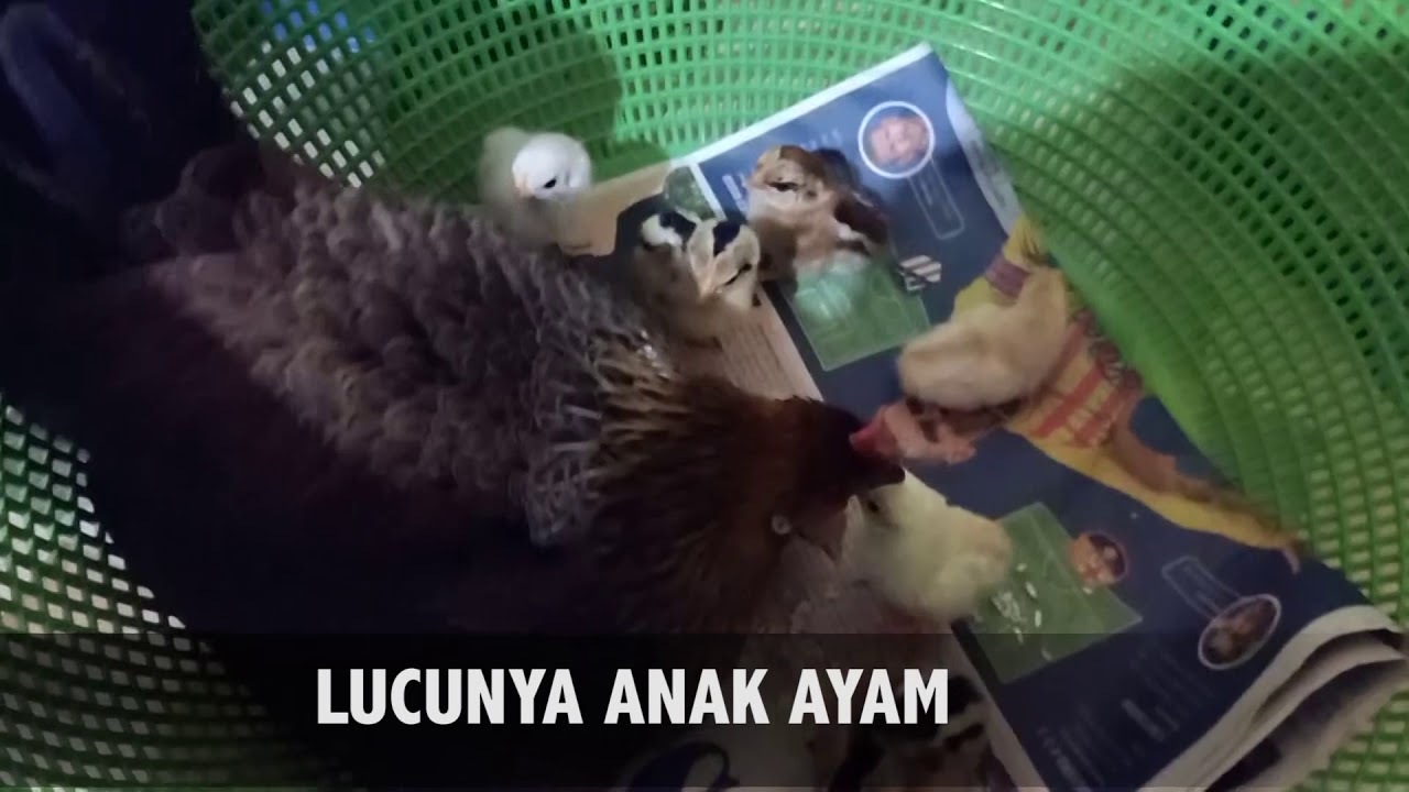 Cara Merawat Anak Kucing Hitam