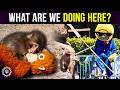 Punch the Monkey vs Crypto Bros