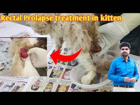 Rectal prolapse treatment in cat | treatment of rectal prolapse in