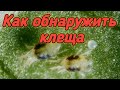 Клещ на клубнике. Как обнаружить без микроскопа? Belklubnika.by