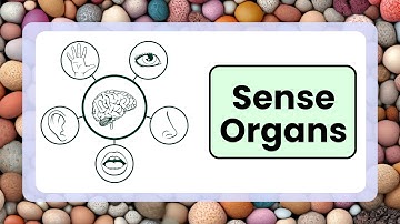 Sense Organs | EVS | Class 1