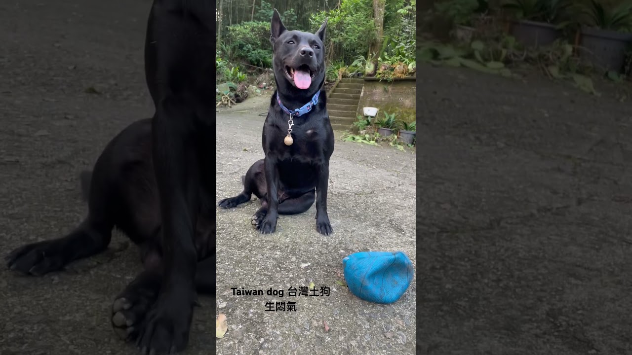 Taiwan dog 台灣土狗生悶氣中 縮圖