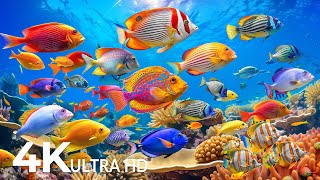 Download Lagu Underwater Wonders 4K | Peaceful Relaxing Music - Beautiful Coral Reefs \u0026 Colorful Sea Life #18 MP3