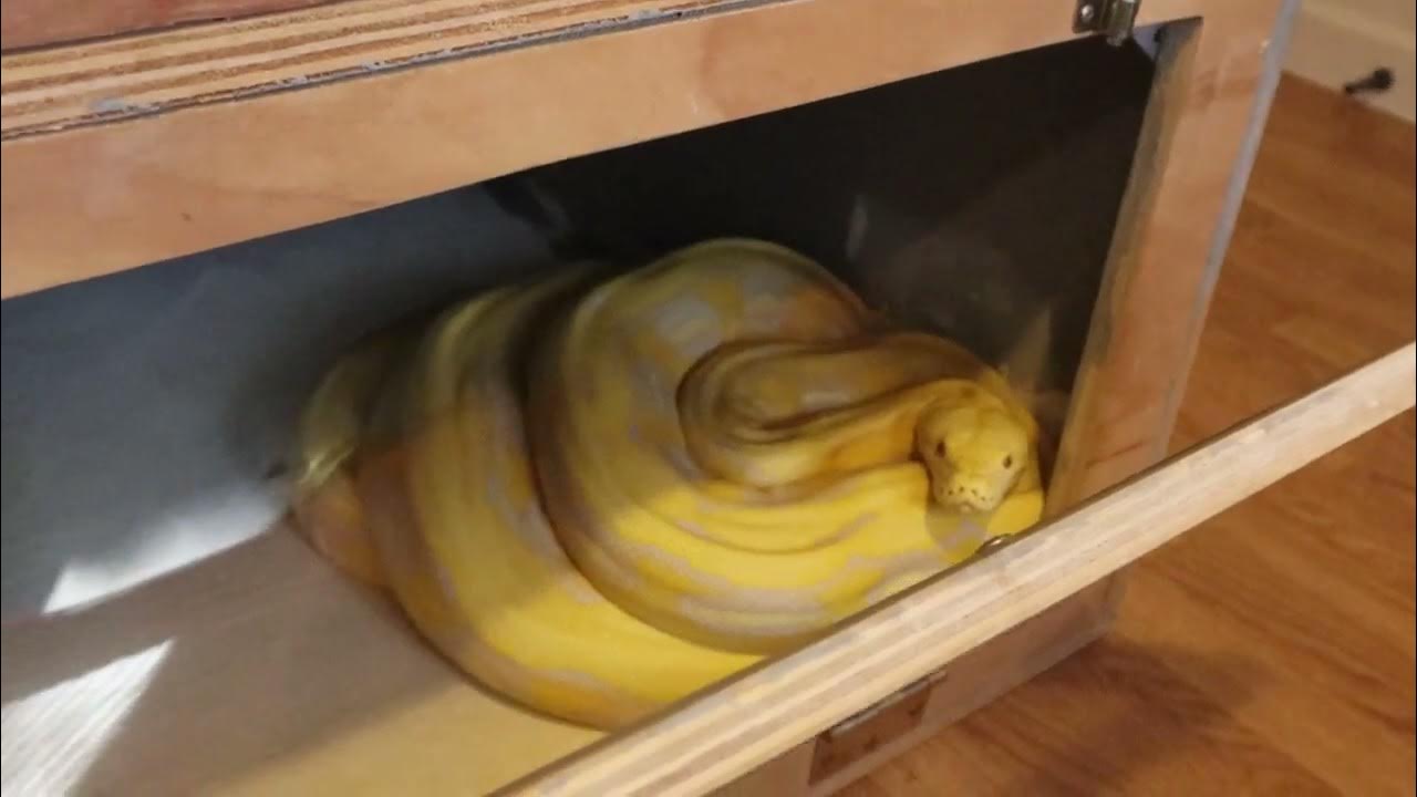 Tap/Hook Training demo With A Reticulated Python YouTube