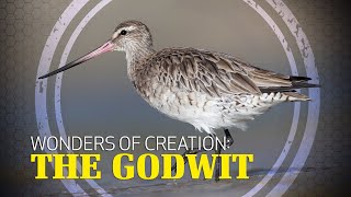 Wonders of Creation: Godwit