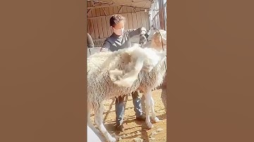 Sheep shearing remove sheep’s wool process