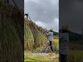 Harvesting Rice #japanlife #japan #rice #japanesefood #farm #animals #japanculture #japanese