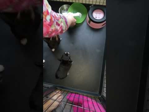 Video: Hvordan Mate En Chihuahua Valp