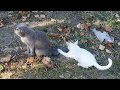 A cat scolds a kitten