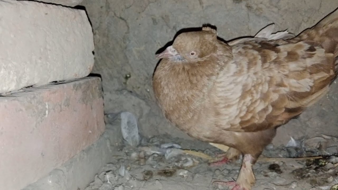 पीला कबूतर || लकवा कैसे मारता है कबूतर के || कबूतर आसमान में उड़ते हुए ||video kabutar 