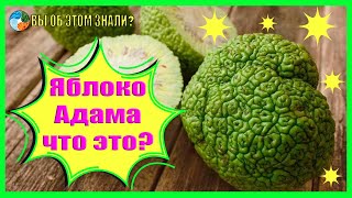 Яблоко Адама — что это?