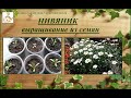 Нивяник (садовая ромашка) - выращивание из семян, от посева до цветения