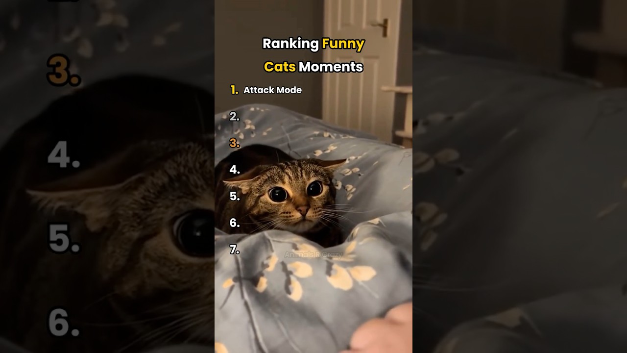 Ranking BEST Funny Cat Moments 😹