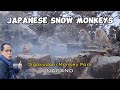 Japanese snow monkeys  jigokudani monkey park  how to get to snow monkey park from nagano station