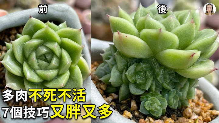 春天了多肉還是又皺又綠，高手都用這7招，多肉變得又胖又多又紅，太好用了趕快試試|花花世界 - 天天要聞