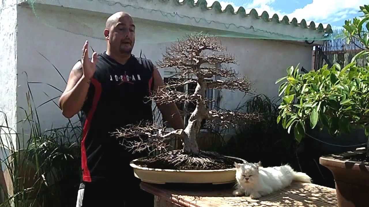 Mangafest - Fecha para el directo bonsai bosque de la armonia