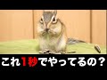 シマリスの食事をスローで見たら目に見えない速さでとんでもないことをしていた件