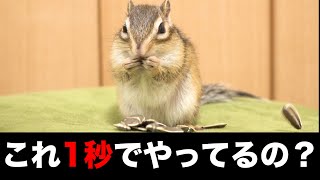 If you watch a chipmunk's meal in slow motion ...