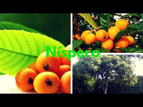 NÍSPERO: Comer Níspero Previene el Cáncer Bucal paraprofessional
