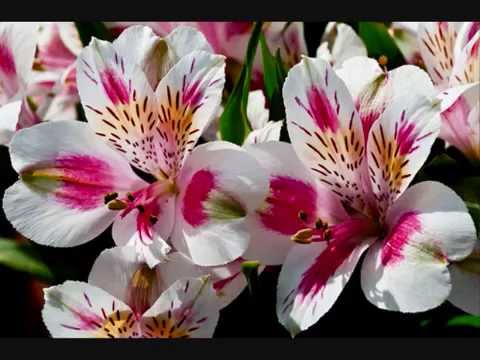 Alstroemeria ~  Lily of the Incas