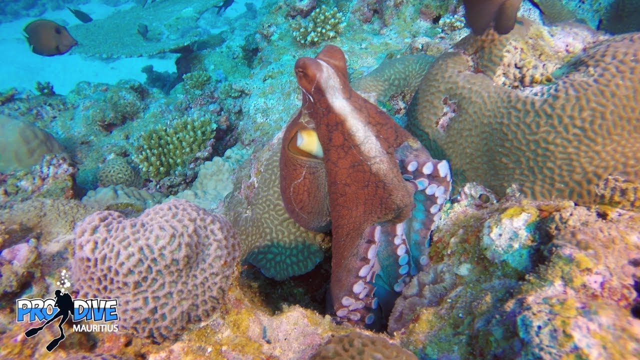 Mauritius scuba diving Meet octopus YouTube