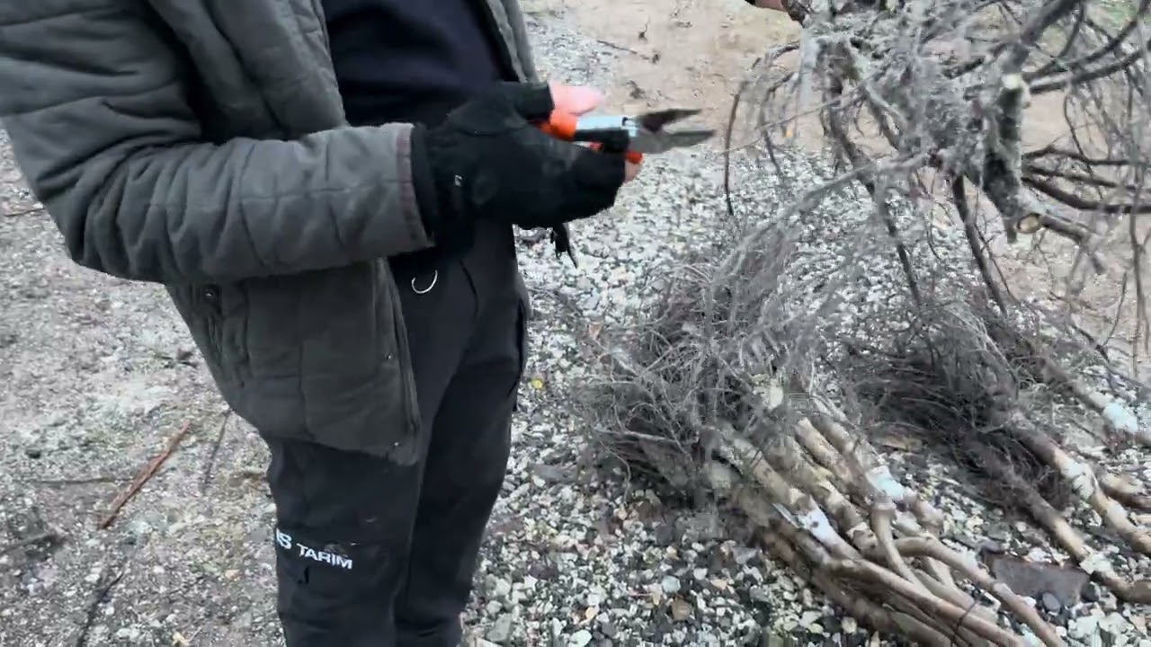 Ceviz Fidanı Dikmeden Önce Kök Tuvaleti Nasıl Yapılır 