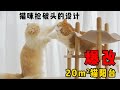 爆改20平米猫房阳台，从无猫问津到为地盘大打出手！｜花花与三猫 Cat Live