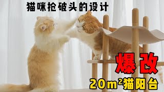 To change the cat room of 20 square meters, from no cats care to fighting! | SanHua Cat Live