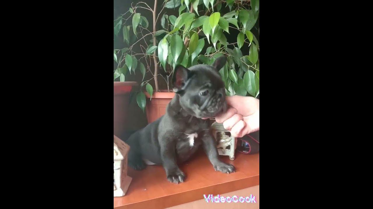 французский бульдог ,чёрный! - YouTube