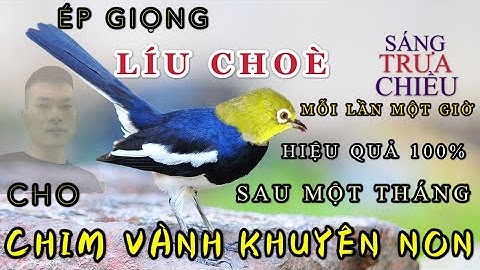 Luyện Giọng - Ép Giọng Khuyên Líu Choè Hiệu Quả 100% Sau Một Tháng Cho Vành Khuyên Non 2020