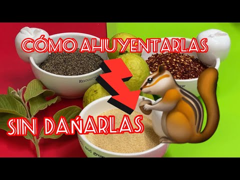 Video: ¿Las ardillas comerán plantas de tomate?