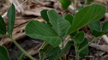 States Tighten Dicamba Application Rules