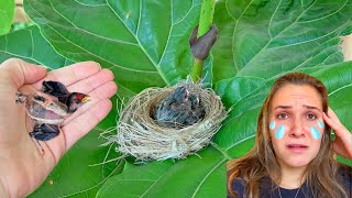 BABY BIRD FOUND ATTACKED BY MYSTERIOUS PREDATOR!