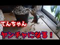 【保護猫】子猫のてんちゃん ヤンチャになる!