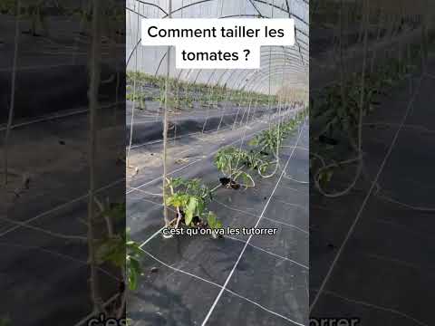 Vidéo: 3 façons de créer un jardin vertical