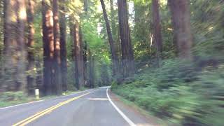 Avenue Of The Giants - Redwoods - Myers Flat, Ca