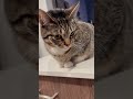 Shy Daisy😸🫣❤️ #ShyCats #obsessed #cuteness #adorableanimals #catsbeingcats #lifeisbutadream
