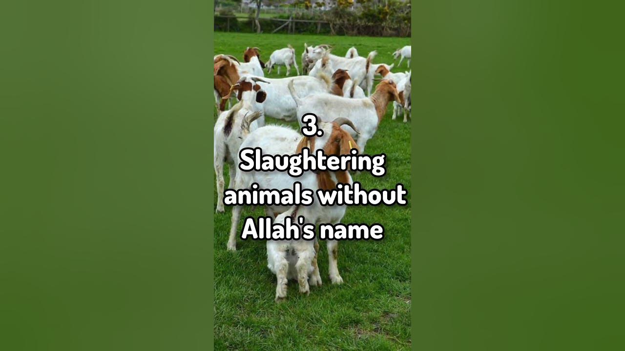 thing-prohibited-in-islam-part-2-shorts-religion-islamicvideo