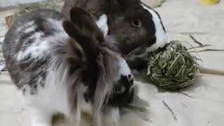 Bunnies First Binx Box